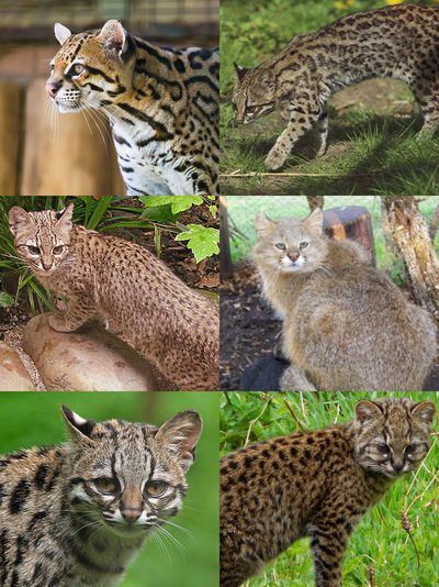 Leopardus Owlapps