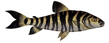 Leporinus fasciatus2.jpg