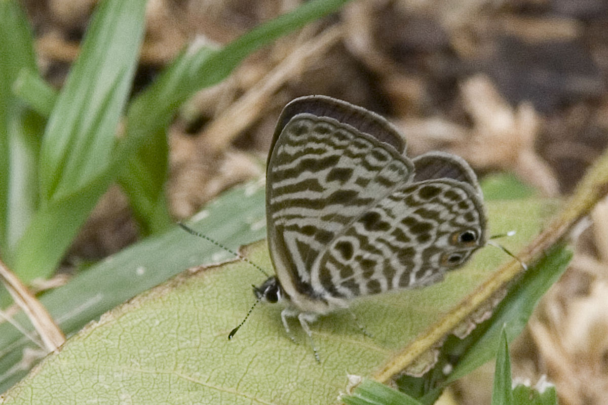 Leptotes babaulti