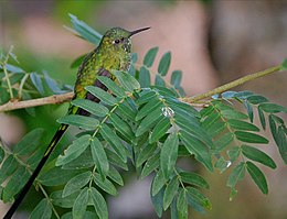 Zöldfarkú ollósfarkú-kolibri (AglaiocLesbia nuna)