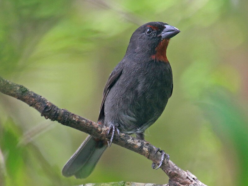 File:Lesser Antillean Bullfinch RWD6.jpg