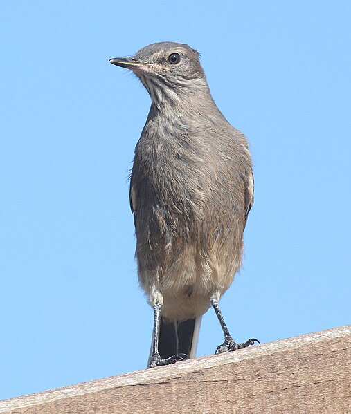 File:Lesser Shrike-tyrant.jpg