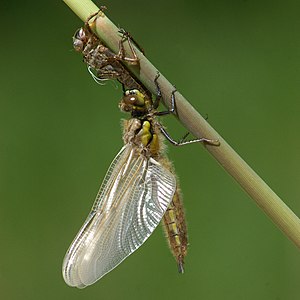 Libellula quadrimaculata and Exuvie