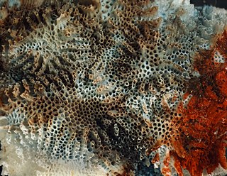 <i>Lichenopora</i> Genus of bryozoans