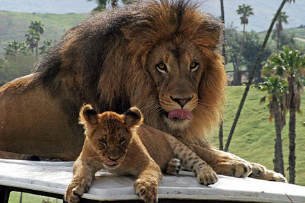 Lions at the San Diego Zoo Safari Park