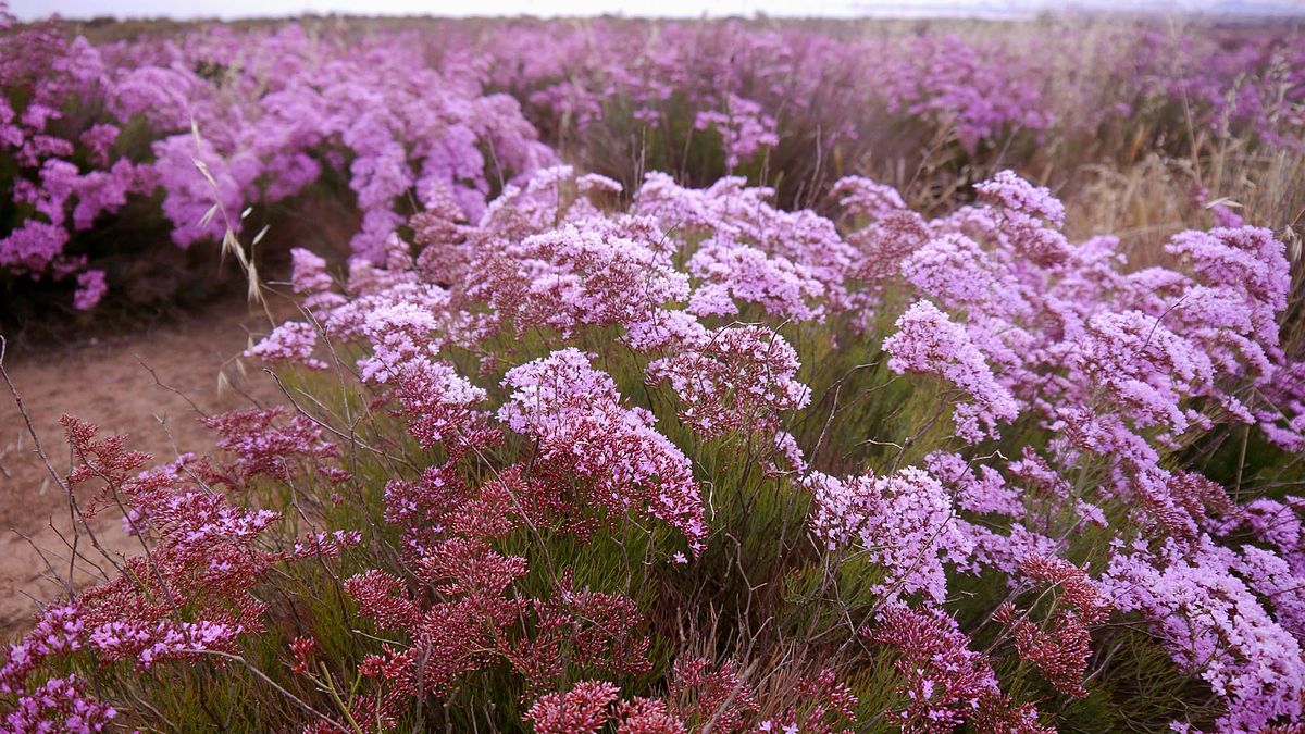 Limonium californicum