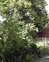 Summer linden tree in Böbber
