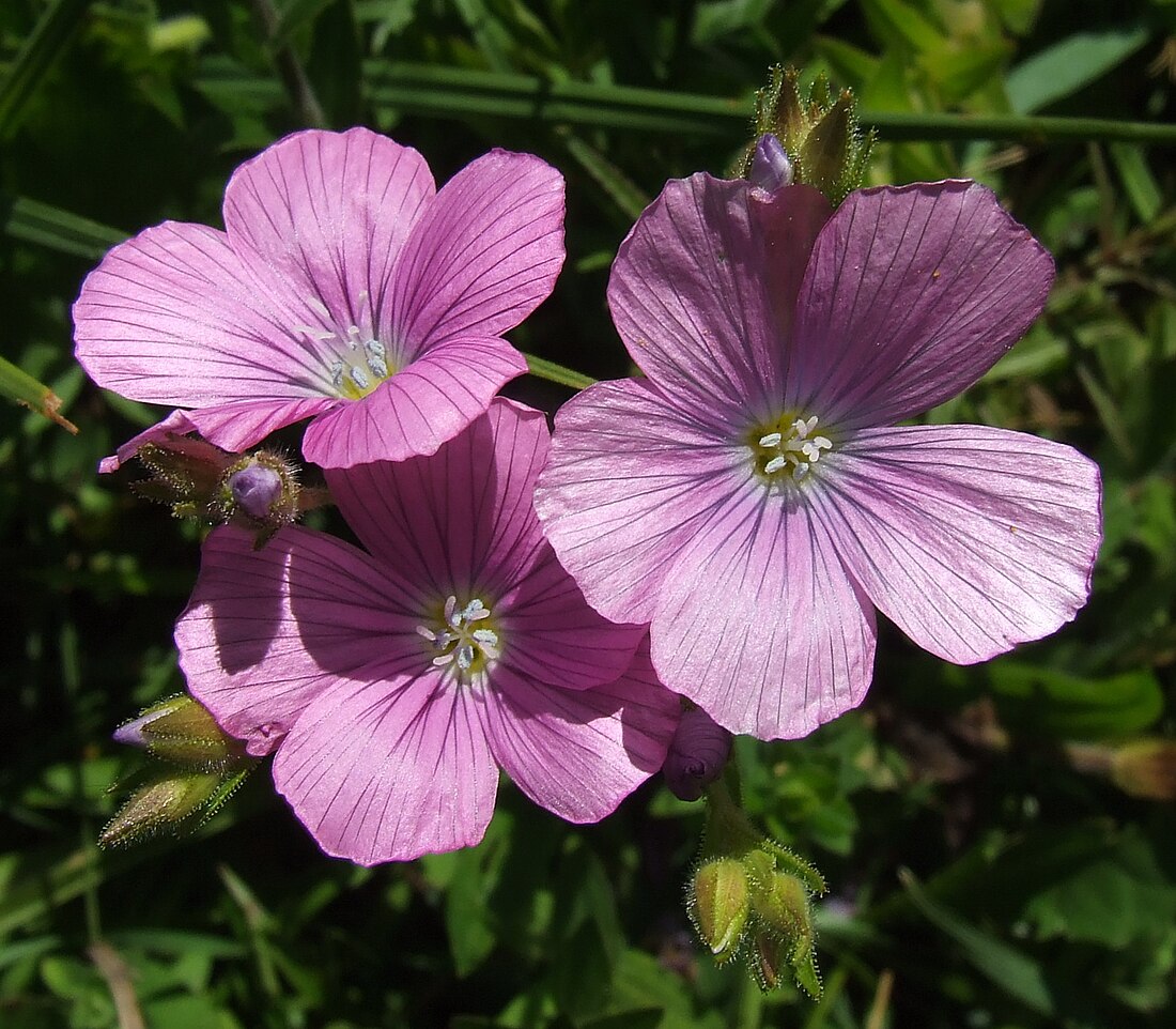 Linum viscosum