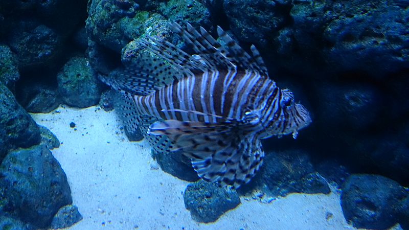 File:Lionfish 2.jpg