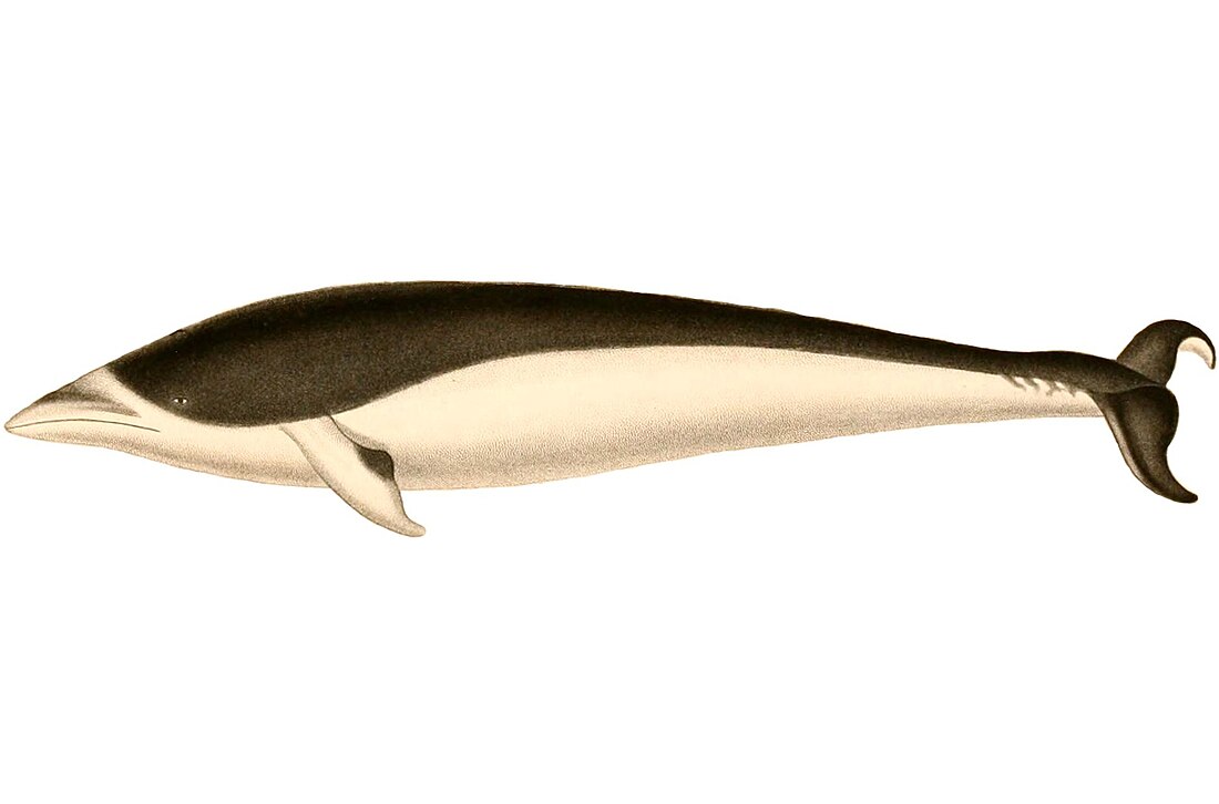 Southern right whale dolphin