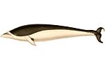 Thumbnail for Southern right whale dolphin