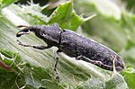 Миниатюра для Файл:Lixus filiformis.jpg