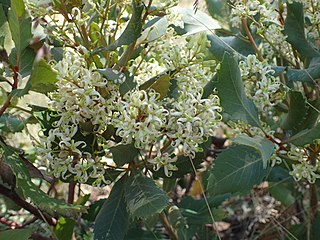 <i>Lomatia fraseri</i> Plant of the family Proteaceae native to eastern Australia