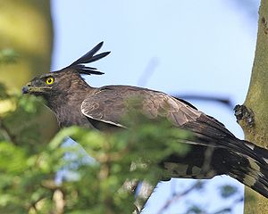 Crested eagle (Lophaetus occipitalis)