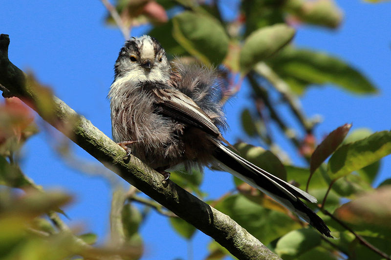 File:Long-tailed tit (Aegithalos caudatus) moulting.jpg