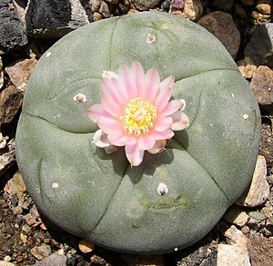 Lophophora williamsii cultivated plant
