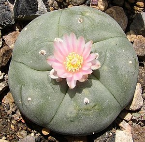 Lophophora williamsii odlad växt