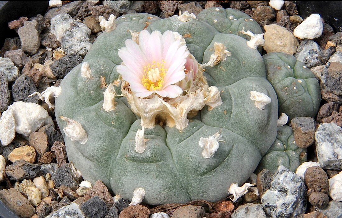 Lophophora williamsii