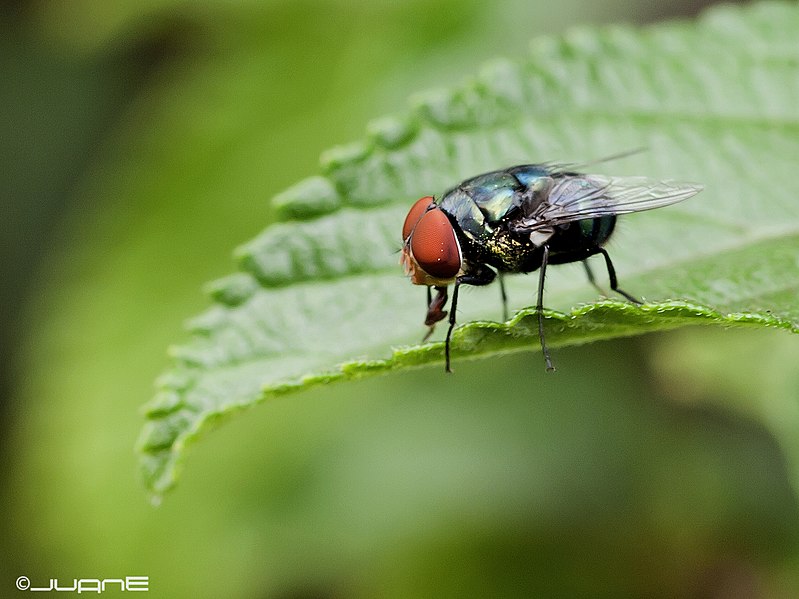 File:Lucilia caesar? o Chrysomya cf. megacephala?.jpg