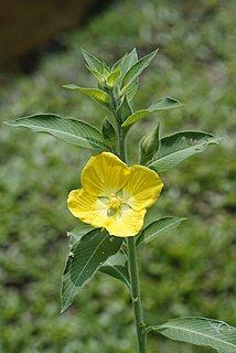 <i>Ludwigia peruviana</i> Species of plant