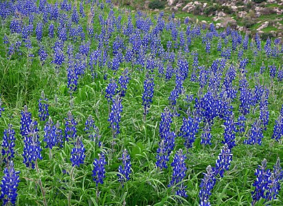 Lupinus pilosus in Israel