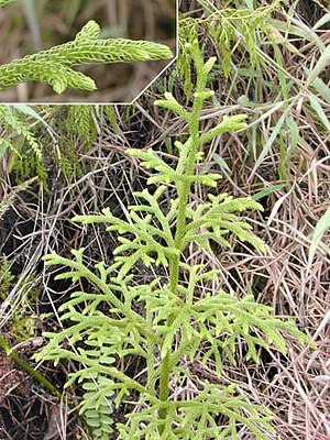 Lycopodium plant.jpg