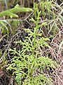 Lycopodium Korpafű (Lycopodiella cernua)