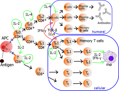 Th1/Th2 Model for helper T cells. An antigen is ingested and processed by an APC. It presents fragments from it to T cells. The upper, Th0, is a T helper cell. The fragment is presented to it by MHC2. IFN-g, interferon g; TGF-b, transforming growth factor b; mo, macrophage; IL-2, interleukin 2; IL-4, interleukin 4 Lymphocyte activation.png