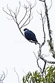 Madagascar Blue Pigeon - Andasibè - Madagascar S4E7924 (15102527167).jpg