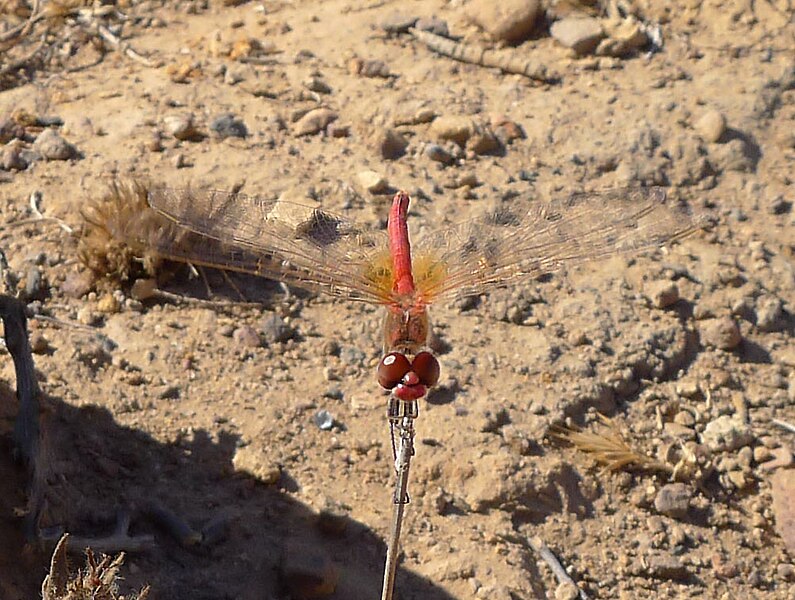 File:Male Red-veined Darter (Sympetrum fonscolombii) - Flickr - gailhampshire.jpg