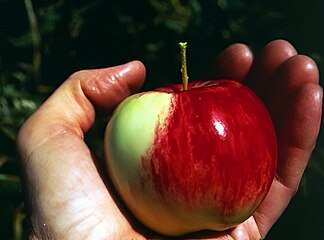 Wild apple from Kazakhstan