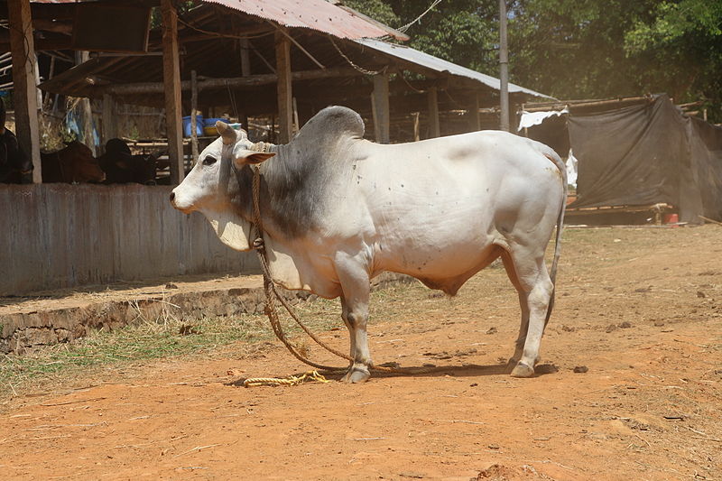 Indigenous Cow Breeds in India