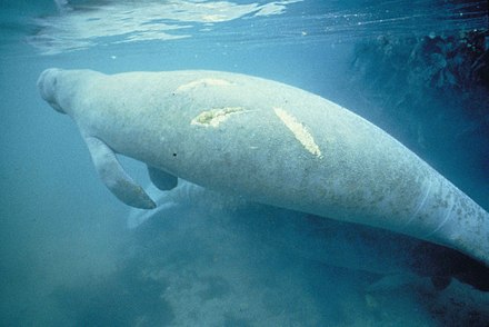 Manatee bearing scars on its back from a boat propeller.