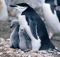 Myssypingviini (Pygoscelis antarcticus) poikasineen