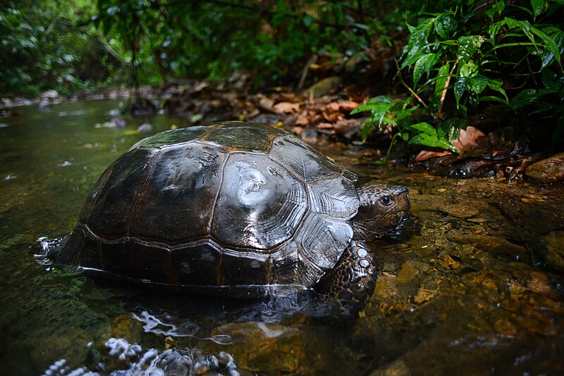 File:Manouria-emys-asian-forest-tortoise.jpg