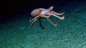 Grimpoteuthis Wikipedia