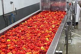 Belizean red habanero coming in for washing, sorting and grinding at Marie Sharp's at the Melinda Farm in Belize.