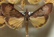 Mecyna.polygonalis.mount.jpg