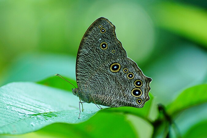 കരിയില ശലഭം