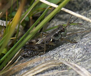 <i>Melanoplus fasciatus</i> species of insect