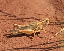 Melanoplus packardii P1470016a.jpg