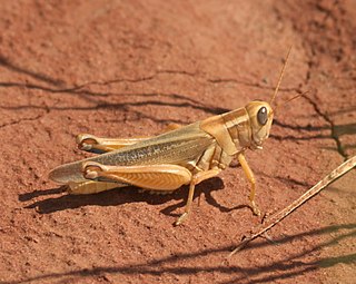 <i>Melanoplus packardii</i> Species of grasshopper