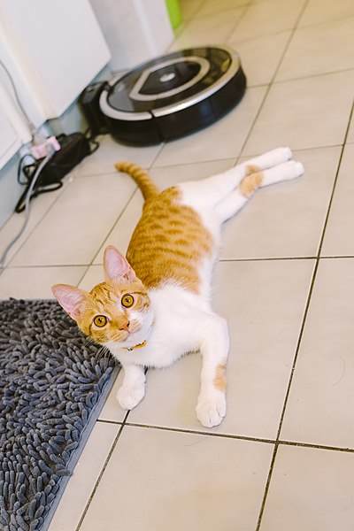 File:Melon, the orange cat, Taipei; July 2016 (16).jpg