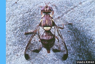 Melon fly species of insect