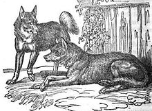 "Mixed breed Dog and Wolf" from The Menageries: Quadrupeds Described and Drawn from Living Subjects by William Ogilby, 1829 Menagerieclupus.jpg