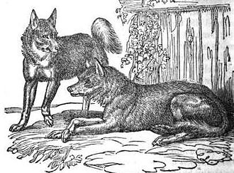 "Mixed breed Dog and Wolf" from The Menageries: Quadrupeds Described and Drawn from Living Subjects by William Ogilby, 1829 Menagerieclupus.jpg