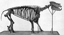 Metamynodon skeleton.jpg 