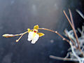 Microepidendrum subulatifolium flower