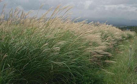 Miscanthus sinensis ja01.jpg