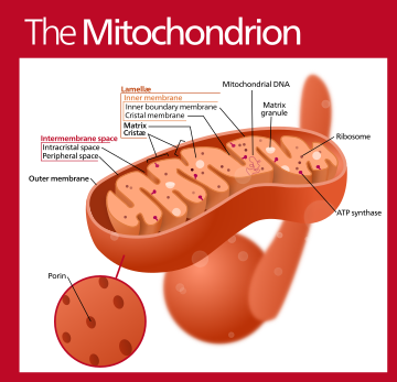 Mitochondrion (standalone version)-en.svg